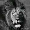 aoufiawalid