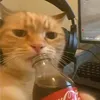 zoros.cat