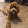 Millie Roo the Cavapoo