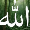 omar.alkhafaji4