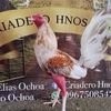 daniel.ochoa3439