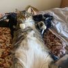 buds_the_cat