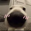 han_12304