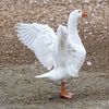 themythical_goose