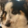 dogsarethebestcrp