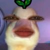 erdz_kmell