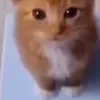 aduanhpie