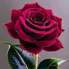 mis.rita.222