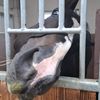 summertheequestrian