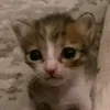 dinaa_alo