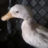 Millie🦆