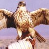 rbhassen2
