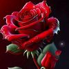 rasheda.begum61