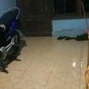 azis530