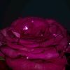 rah_el01