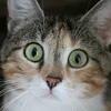 catgirl3749