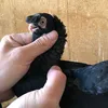alipigeons_92