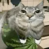 gatosandia123