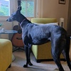 greyhoundmum8