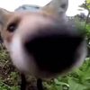 100billionfoxes