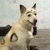 huynh.corgi