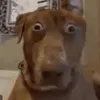 skibidididy3