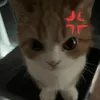 lix_nelix