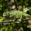 cameleon62177
