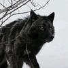 the.wolf.of.jungal