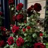 rozlan75