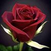 user5296148265170
