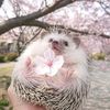 cheshka_027