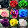 rose.flower078
