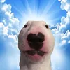 pusheoo
