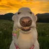 voxywzn