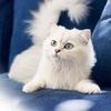 simou.minou2