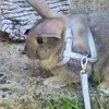 japser_the_bunny