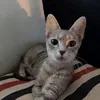 ari_hanni