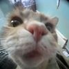 red_monkey19