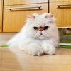 princetonthedogcat