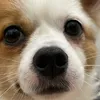 bachsmash