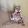 iamfatcat8