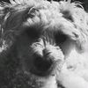 andi_dogtrainer