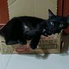 tien.widjaya