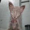 itsrmescrg