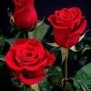 user1272610074165