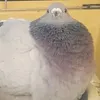 Pigeon very fat@