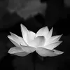 trinhthom49