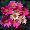 heba.khn