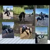 ridning_dans